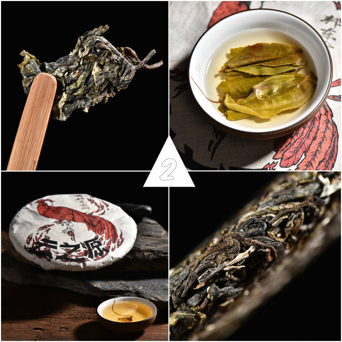 2017 Yunnan Sourcing "Autumn Lincang" Raw Pu-erh Tea Sampler * Part 2 | Yunnan Sourcing Tea Shop