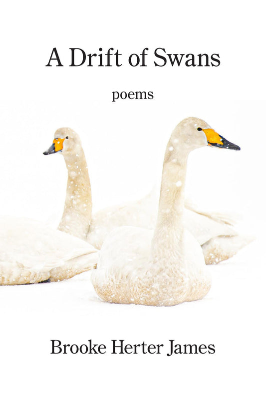 A Drift of Swans