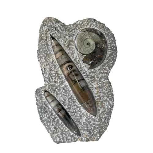 Ammonite and Orthoceras Sculpture