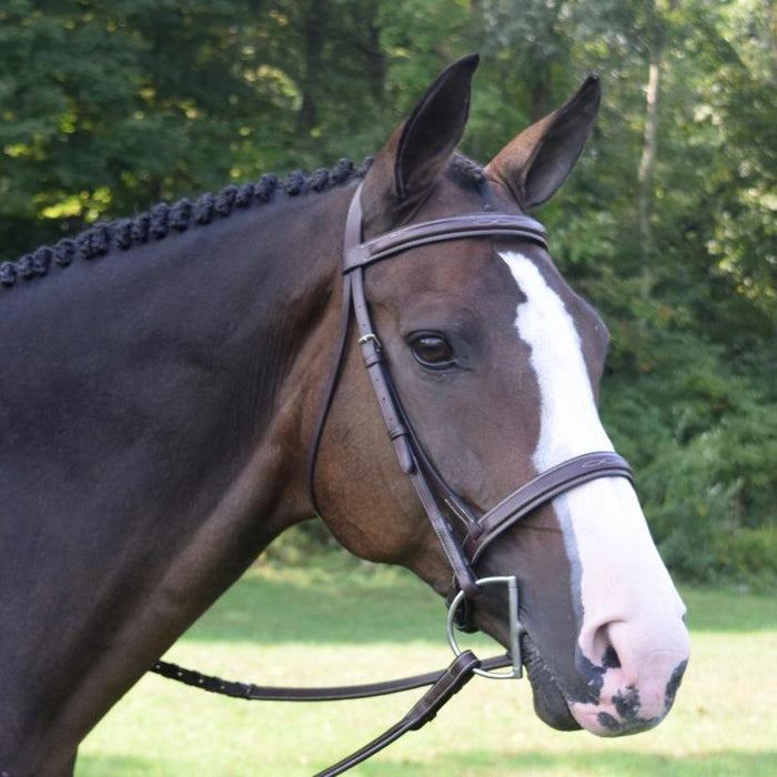 Black Oak Spruce Bridle