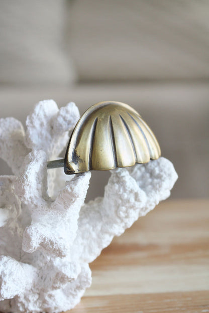Brass Hamptons Shell Cabinet Pull / Handle