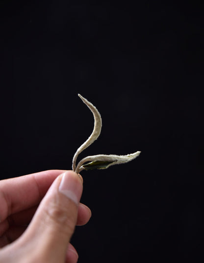 Jing Gu Yang Ta Yunnan Bai Mu Dan White Tea | Yunnan Sourcing Tea Shop