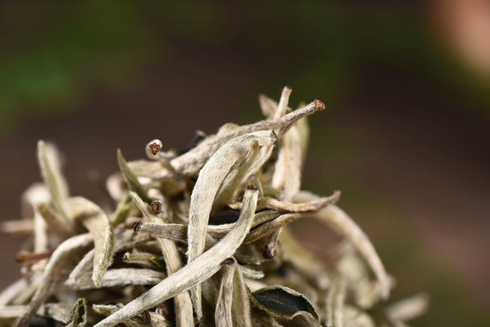 Silver Needles White Tea of Feng Qing | Yunnan Sourcing Tea Shop