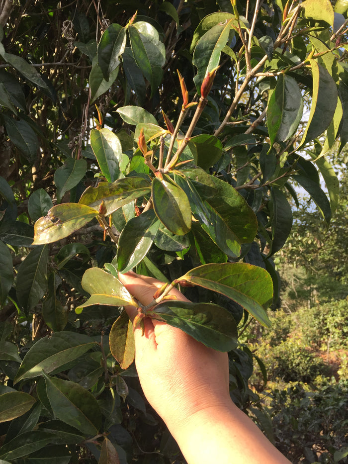 Sun-Dried Purple Buds Wild Pu-erh Tea Varietal | Yunnan Sourcing Tea Shop