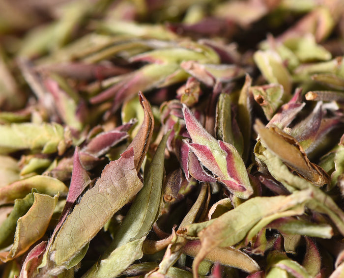 Wild Tree Purple "Sweet Ya Bao" White Tea | Yunnan Sourcing Tea Shop